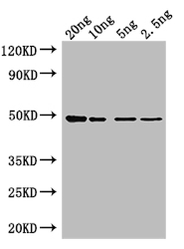 Tet Antibody