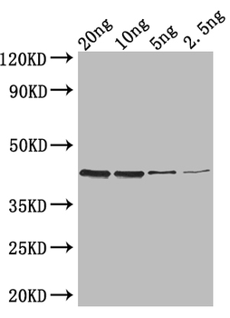 ZIP1 Antibody