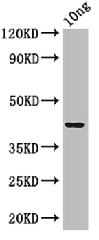 nfuA Antibody