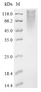 Recombinant Saccharomyces cerevisiae Chromatin assembly factor 1 subunit p60 (CAC2)