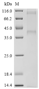 Recombinant Vaccinia virus B5R (B5R)