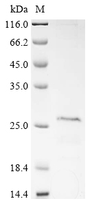 Recombinant Human SLP adapter and CSK-interacting membrane protein (SCIMP)
