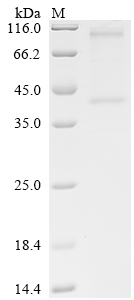 Recombinant Human G-protein coupled receptor 87 (GPR87)