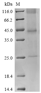 Recombinant Vaccinia virus B5R (B5R)