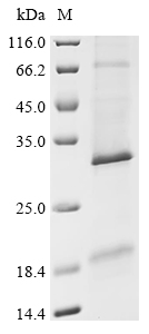 Recombinant Human Protein eva-1 homolog B (EVA1B)
