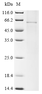 Recombinant Human parainfluenza 1 virus Hemagglutinin-neuraminidase (HN)