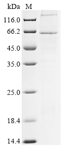 Recombinant Human parainfluenza 3 virus Hemagglutinin-neuraminidase (HN)