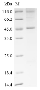 Recombinant Bovine Gap junction alpha-1 protein (GJA1)