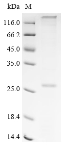 Recombinant Human Taste receptor type 1 member 2 (TAS1R2), partial