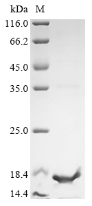 Recombinant Antarctomyces psychrotrophicus Antifreeze protein (X10S), partial
