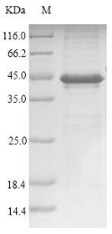 Recombinant Human Homeobox protein Nkx-3.2 (Nkx3-2)