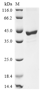 Recombinant Mouse Fos-related antigen 1 (Fosl1)