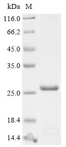 Recombinant Mesocricetus auratus interleukin-27 subunit alpha
