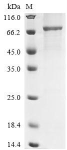 Recombinant Human Flotillin-1 (FLOT1)