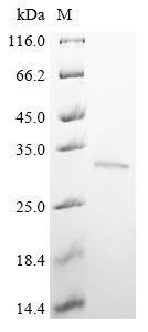 Recombinant Human BRCA1-associated protein (BRAP), partial