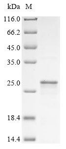 Recombinant Mouse Neutrophilic granule protein (Ngp)