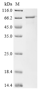 Recombinant Human Dynactin subunit 4 (DCTN4)