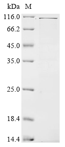 Recombinant Rat CD44 antigen (CD44) (R578A), partial