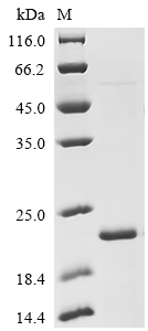 Recombinant Mouse CD109 antigen (Cd109), partial
