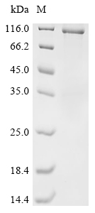 Recombinant Human Desmoglein-3 (DSG3), partial, Biotinylated