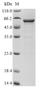 Recombinant Dog Lutropin subunit beta (LHB), Biotinylated