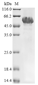 Recombinant Human CUGBP Elav-like family member 1 (CELF1)