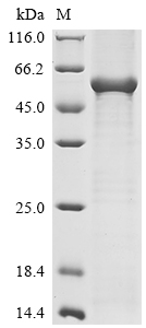 Recombinant Pig Angiopoietin-2 (ANGPT2)