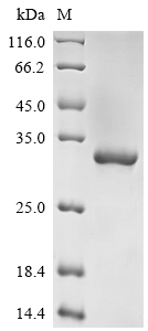 Recombinant Human Alpha-S1-casein (CSN1S1)
