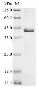 Recombinant Varicella-zoster virus Envelope glycoprotein B (gB), partial