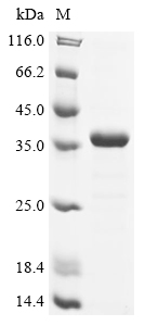 Recombinant Human Transcription initiation factor TFIID subunit 9 (TAF9)