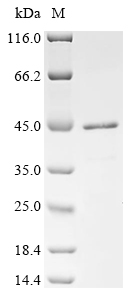 Recombinant Human Transcription cofactor vestigial-like protein 3 (VGLL3)