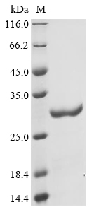 Recombinant Penaeus monodon Myosin light chain, partial