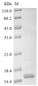 Recombinant Oreochromis niloticus Leptin B (LepB)