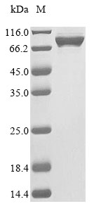 Recombinant Mouse Cap-specific mRNA (nucleoside-2-O-)-methyltransferase 2 (Cmtr2)