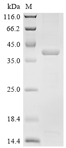 Recombinant Pig Aminopeptidase N (ANPEP), partial