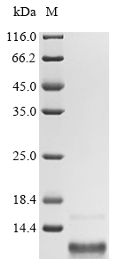 Recombinant Human Gastric inhibitory polypeptide (GIP)