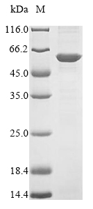 Recombinant Human Flotillin-2 (FLOT2)