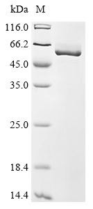 Recombinant Mouse Aldehyde dehydrogenase 1A1 (Aldh1a1)