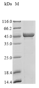 Recombinant Reovirus type 3 Outer capsid protein sigma-1 (S1)