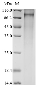 Recombinant Mouse Keratinocyte proline-rich protein (Kprp)