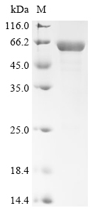 Recombinant Mouse Homeobox protein Nkx-3.2 (Nkx3-2)