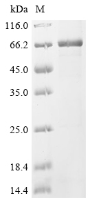 Recombinant Human Septin-12 (SEPTIN12)
