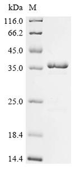 Recombinant Yersinia pestis F1 capsule antigen (caf1)