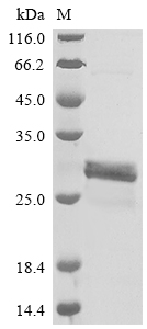 Recombinant Human Plasminogen activator inhibitor 1 (SERPINE1), partial