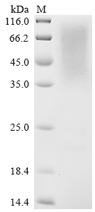 Recombinant Saccharomyces cerevisiae Saccharopepsin (PEP4)