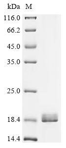 Recombinant Sesamum indicum Oleosin L