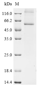Recombinant Zea mays O-acyltransferase (DGAT1-2)