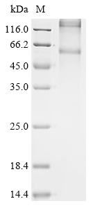Recombinant Tropaeolum majus O-acyltransferase