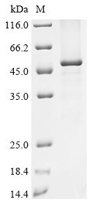 Recombinant Rat L-gulonolactone oxidase (Gulo)