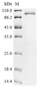 Recombinant Human Mitofusin-2 (MFN2)